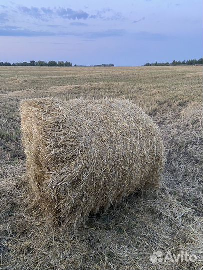Солома ячменная