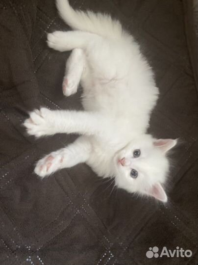 Турецкая ангора