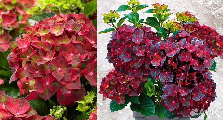 Гортензия крупнолистная:новинки селекции. Доставка