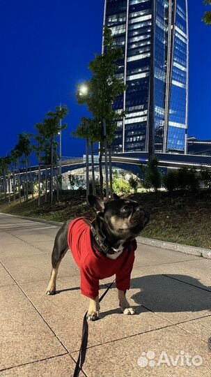 Вязка французский бульдог