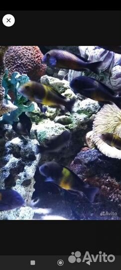 Трофеусы. Обмен