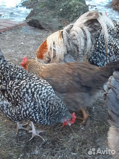 Инкубационное яйцо яичных кур