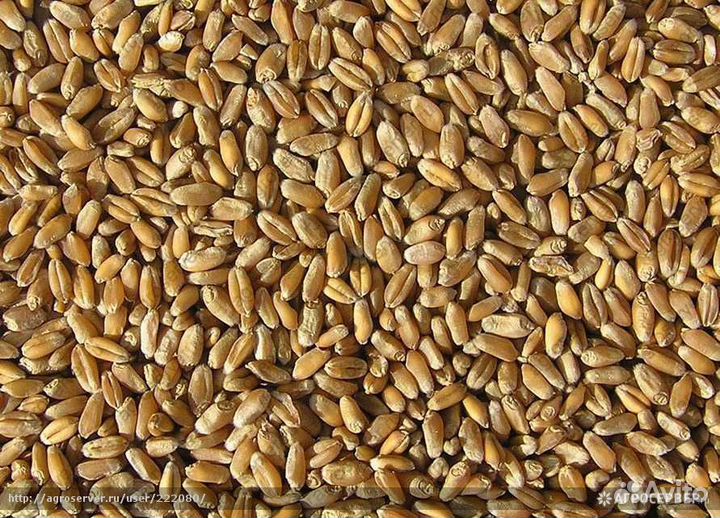 Зерно Пшеница