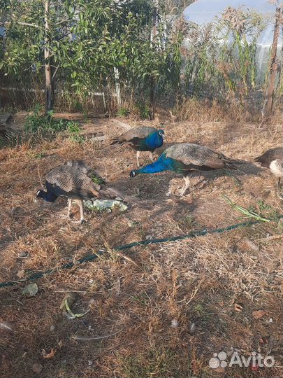 Индийский павлин