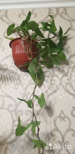 Комнатные цветы