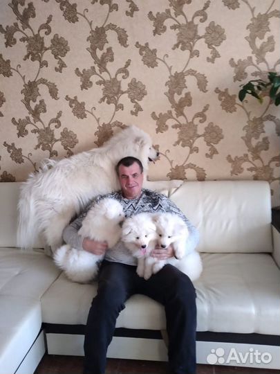 Щенки самоеда