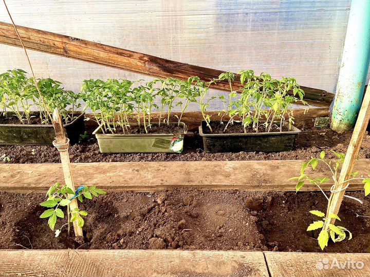 Рассада помидор