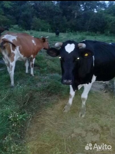 Продажа крс