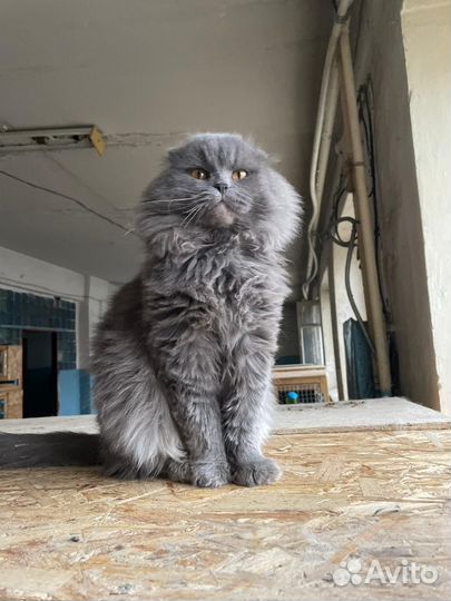 Кот в добрые руки