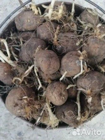 Картошка прошлогодняя скоту