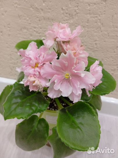 Фиалки свежий срез