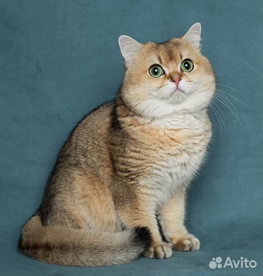 Кот на вязку