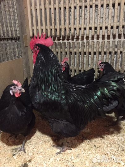 Джерсийский гигант куры цыплята яйцо доставка