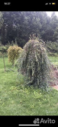 Ивы фламинго,хакуро нишики,пурпурная,матцудана