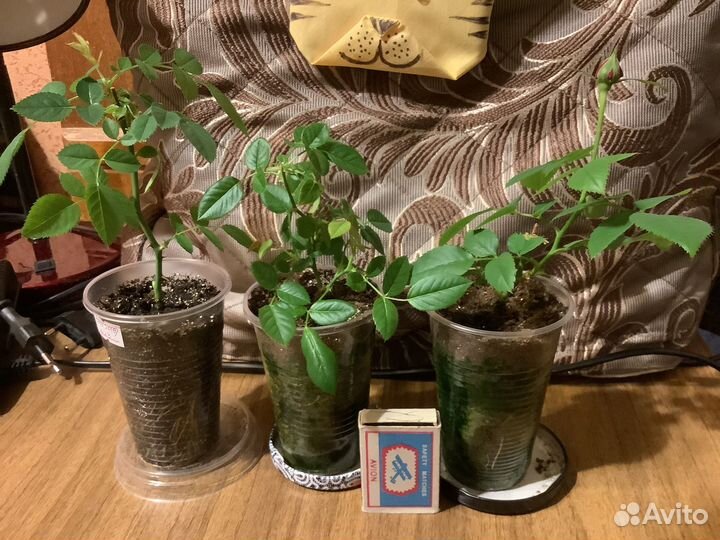 Розочки и фиалки