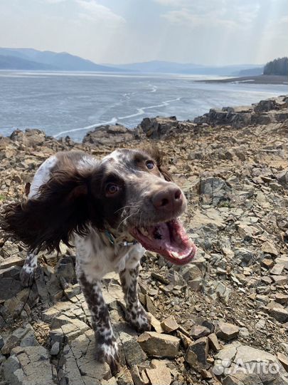 Русский охотничий спаниель