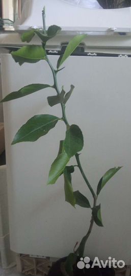 Лимон Мейера цитрон