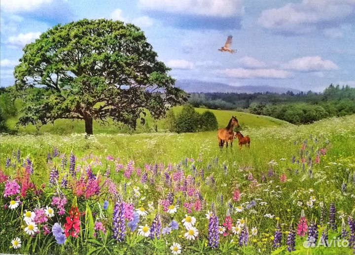 Открытки с лошадьми