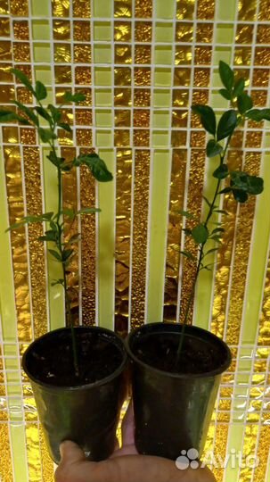 Трифолиата (морозостойкий лимон)