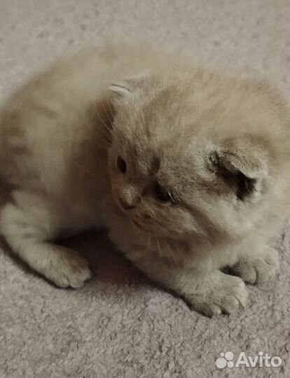 Шотландский вислоухий мальчик