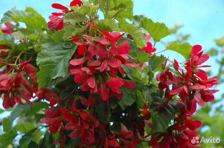 Рябина, клён остролистный, сосна, дуб, ясень