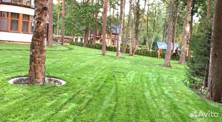 Рулонный газон