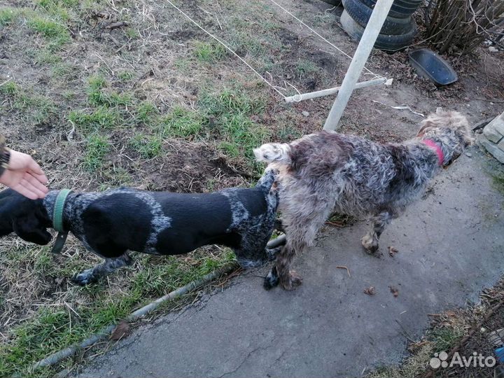 Вязка дратхаара