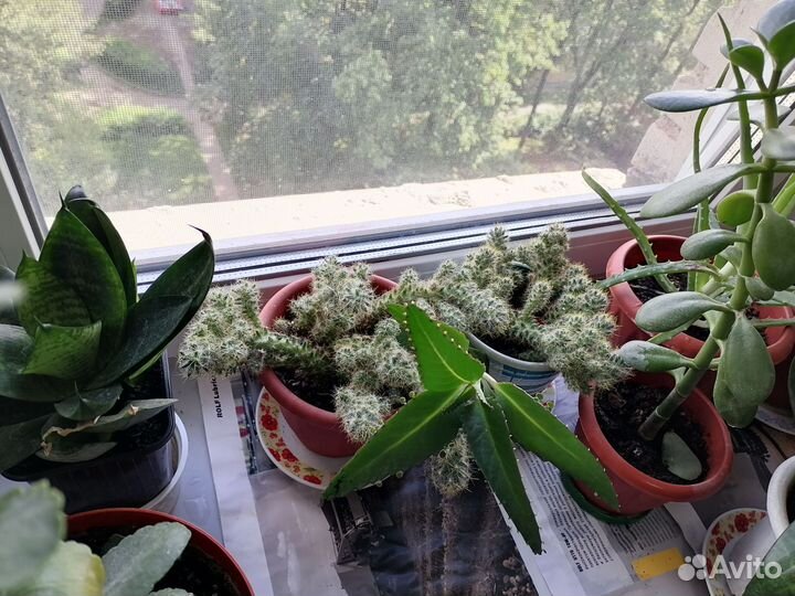Комнатные цветь