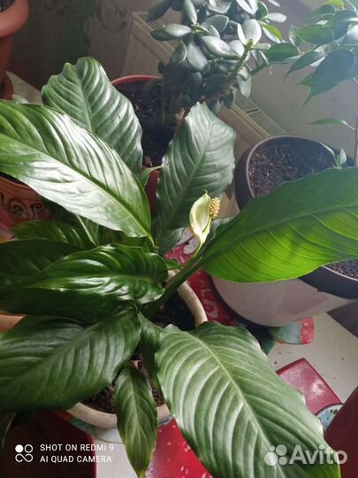 Спатифиллум