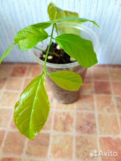 Квисквалис индийский