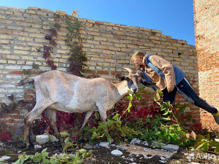 Продаются козы