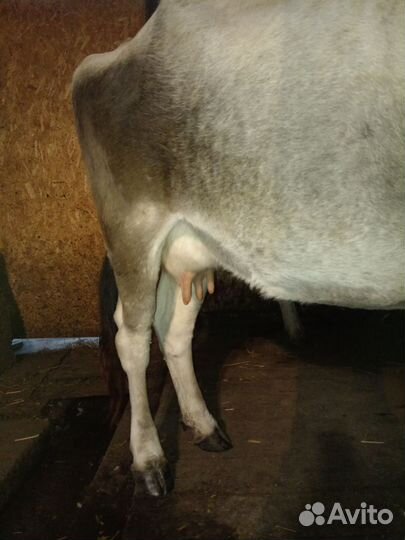 Корова дойная