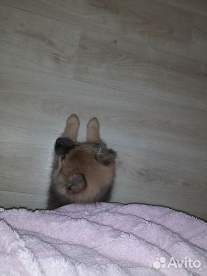 Щенки немецкого шпица