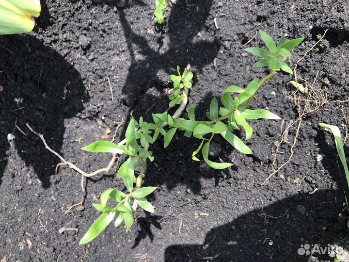 Ива матсудана молодые растения