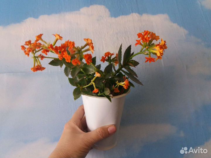 Каланхоэ цветущее Блоссфельда