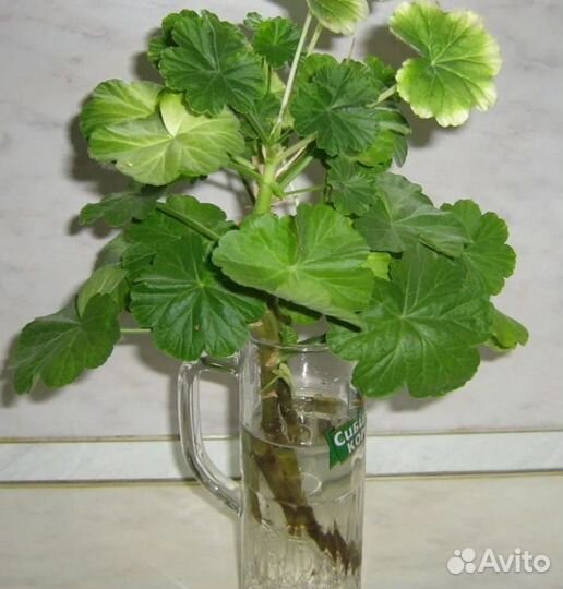 Пеларгония герань