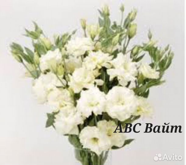 Рассада цветов эустома