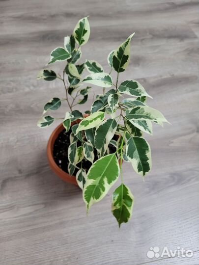 Фикус бенджамина