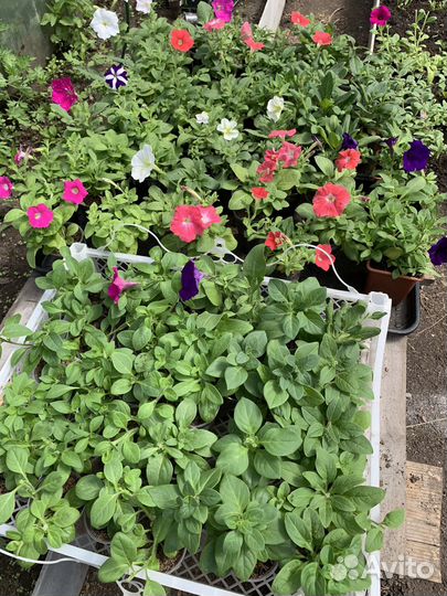 Рассада петунии