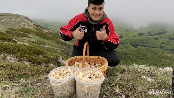 Грибы свежие