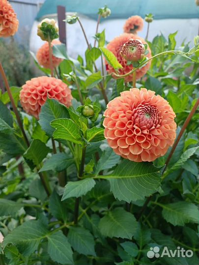 Георгины оптом