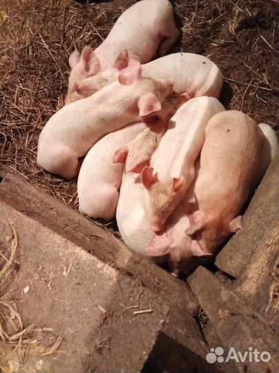 Поросята