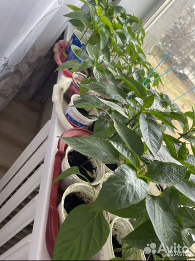 Рассада Перца