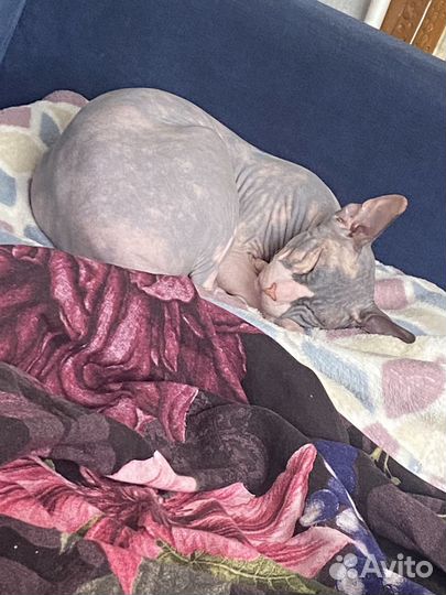 Продам сфинкса
