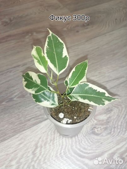 Домашние цветы