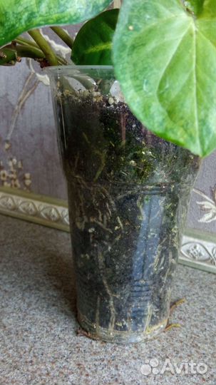 Сингониум (syngonium)