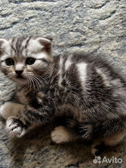 Шотландская вислоухая кошка