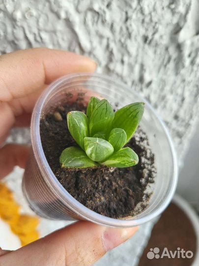 Зарубежные