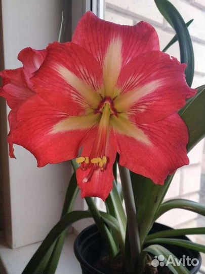 Гиппиаструм