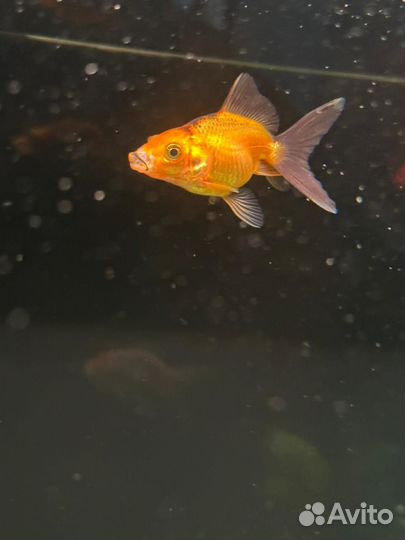 Золотая рыбка